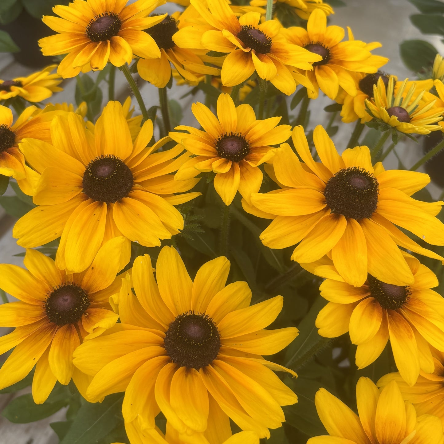 Rudbeckia 'Sunbeckia'