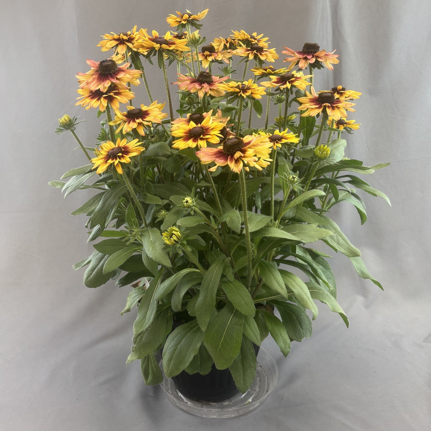 Rudbeckia 'Sunbeckia'