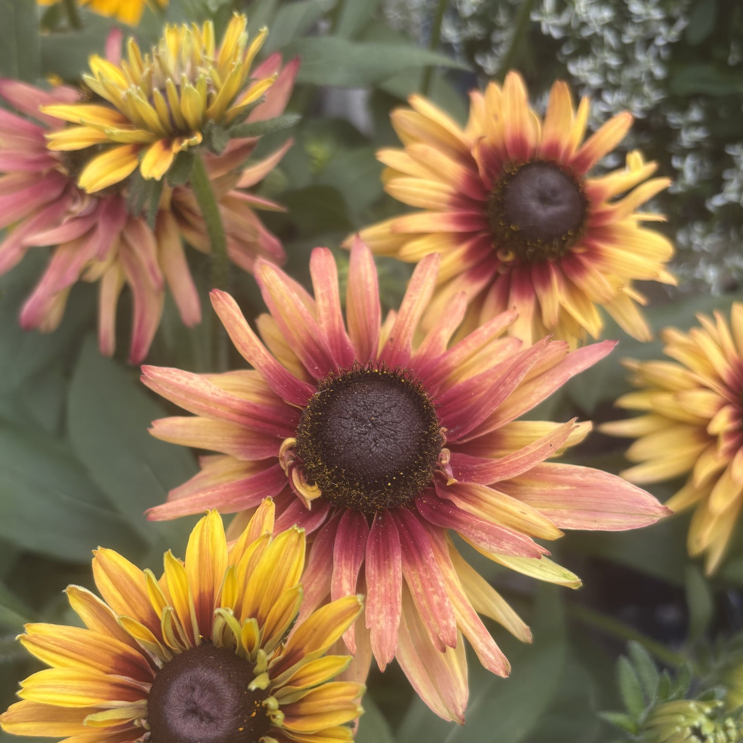 Rudbeckia 'Sunbeckia'