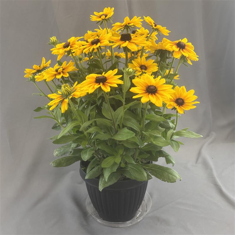 Rudbeckia 'Sunbeckia'