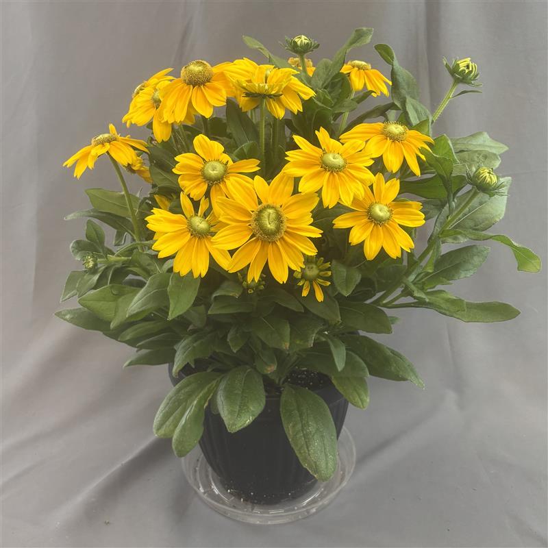 Rudbeckia 'Sunbeckia'