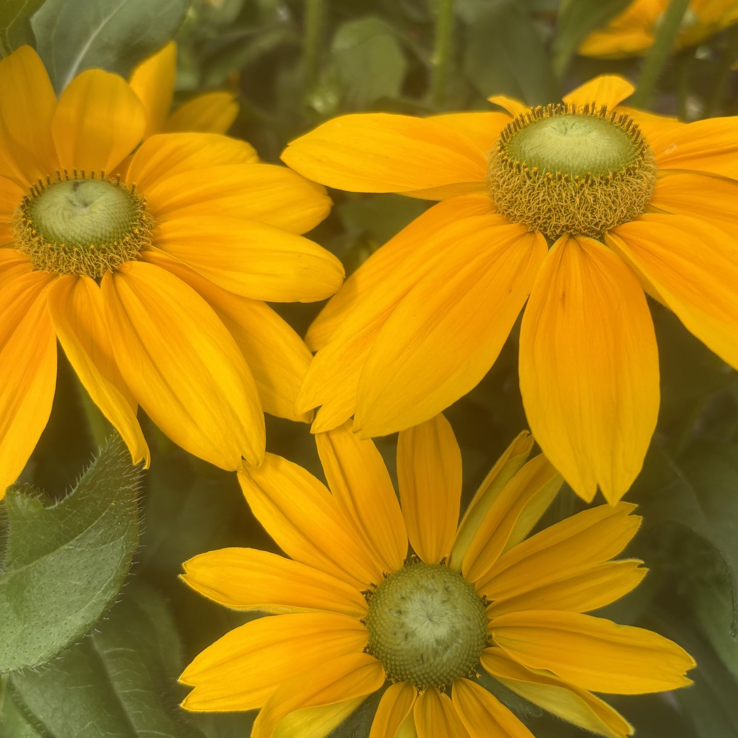 Rudbeckia 'Sunbeckia'