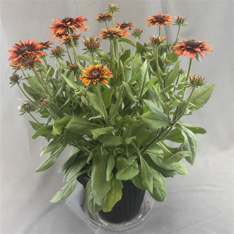 Rudbeckia 'Sunbeckia'