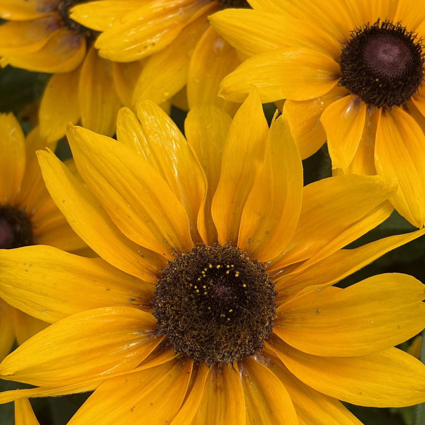 Black-Eyed Susan 'Sunbeckia'