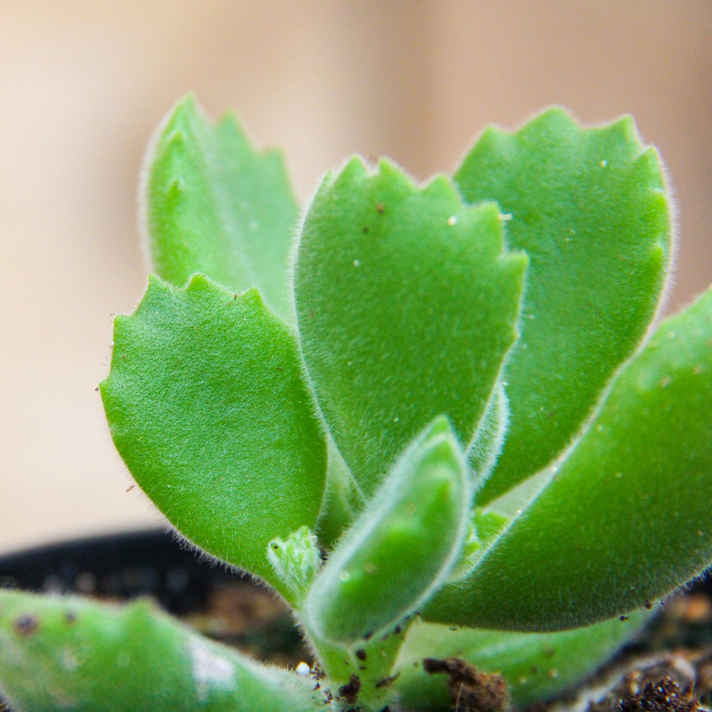 Bear's Paw Succulent