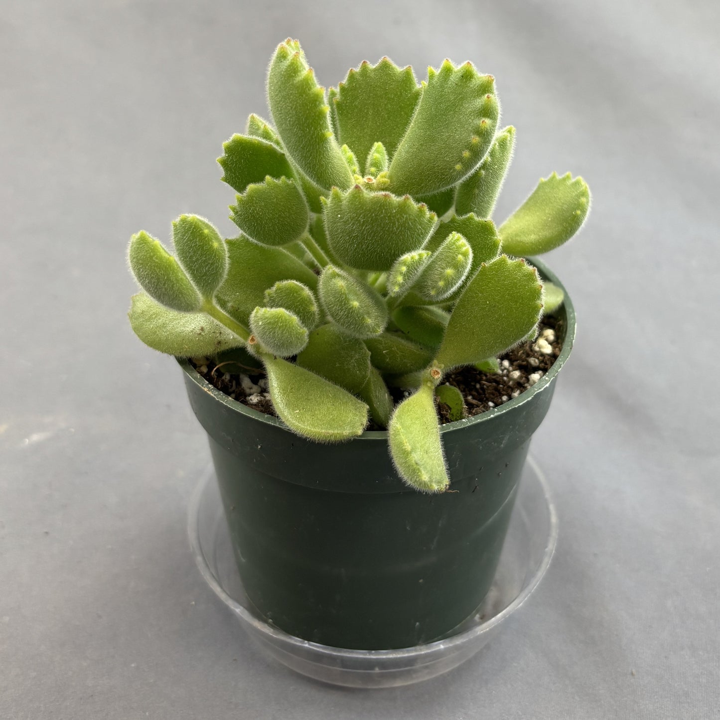 Bear's Paw Succulent