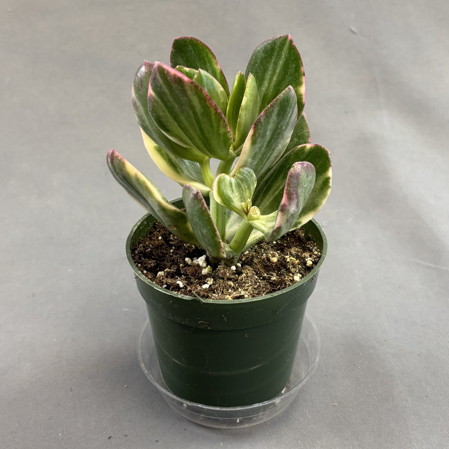 Jade Plant