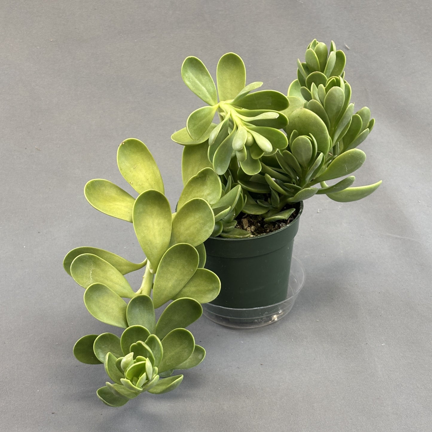 Trailing Jade