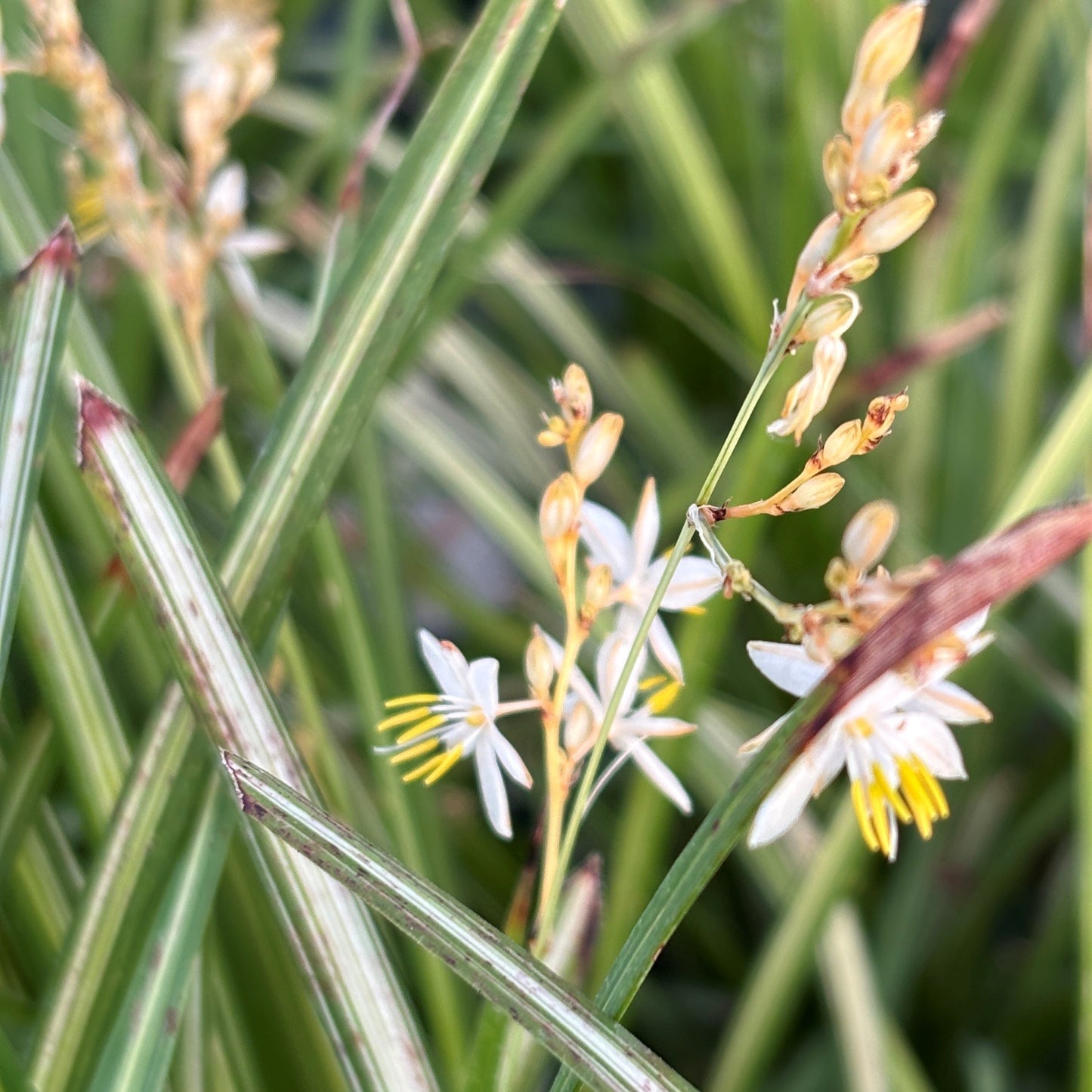 Starlight Spider Plant