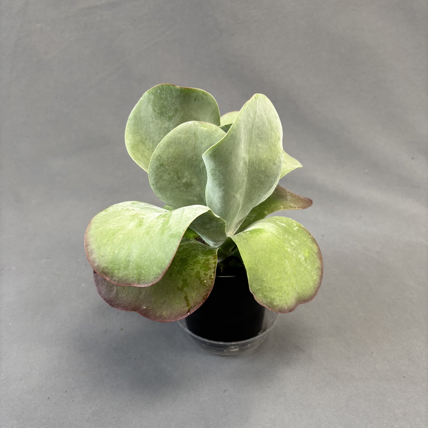 Kalanchoe 'Desert Rose'