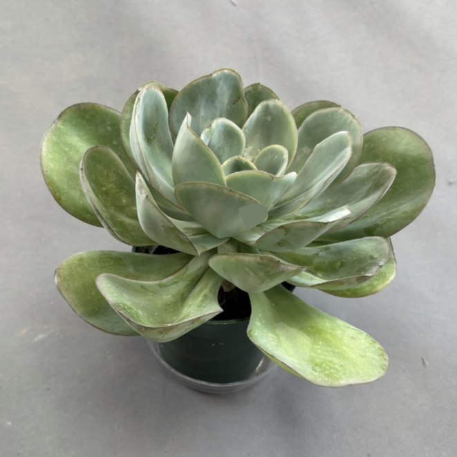 Echeveria Green Pacific