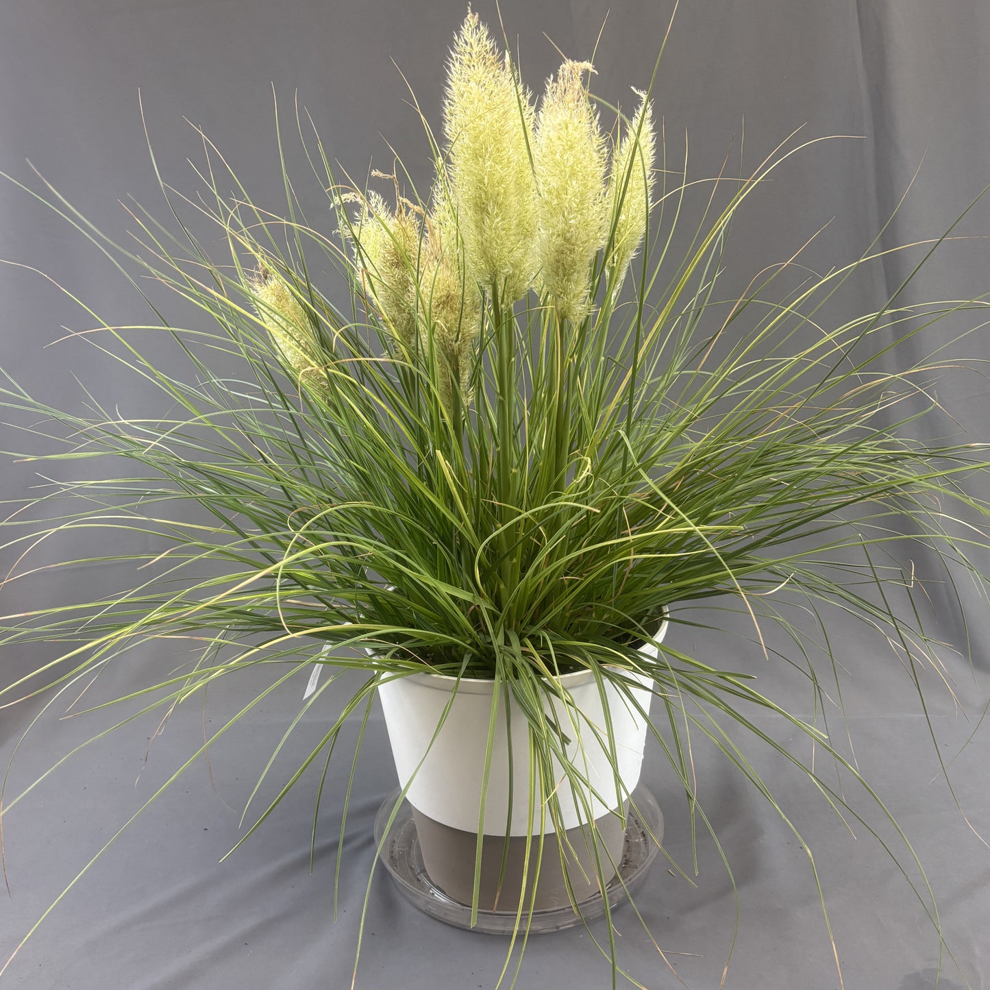 Pampas Grass