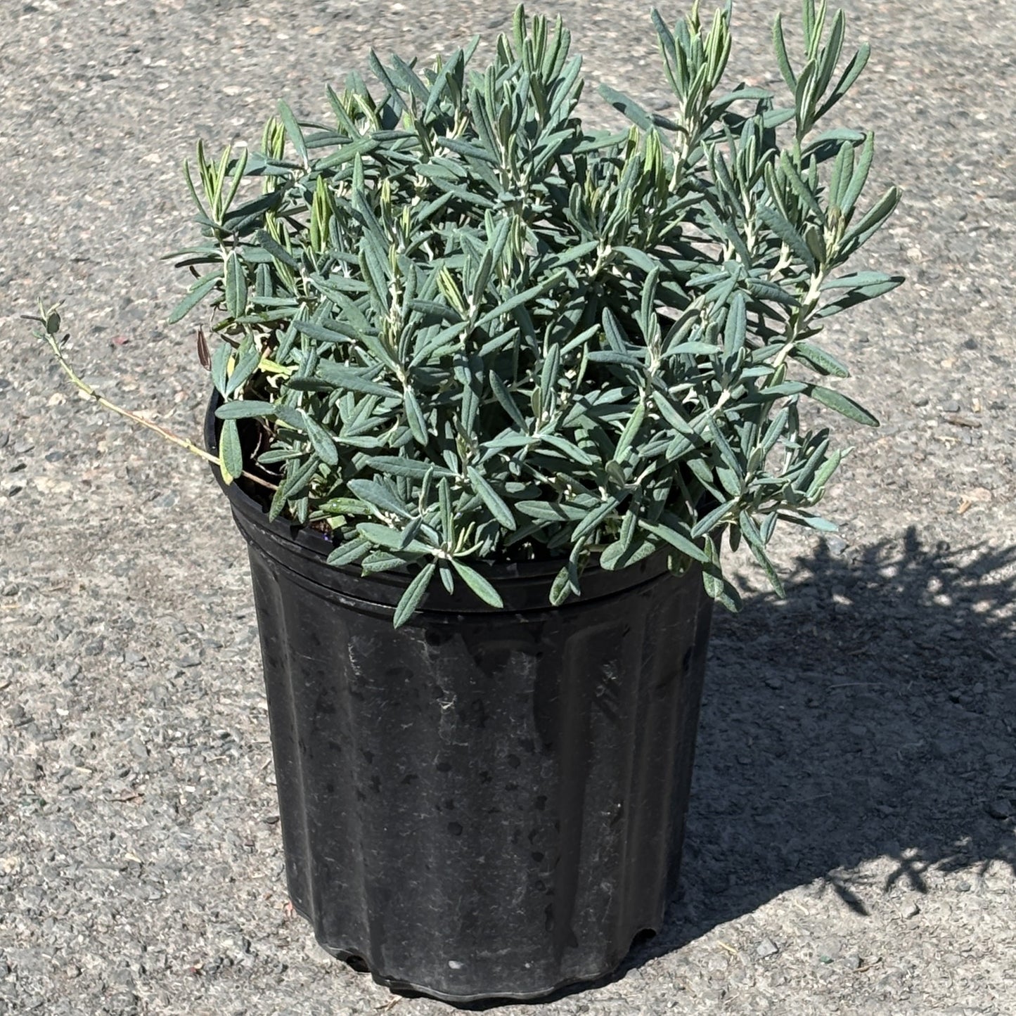 Bog Rosemary 'Blue Ice'