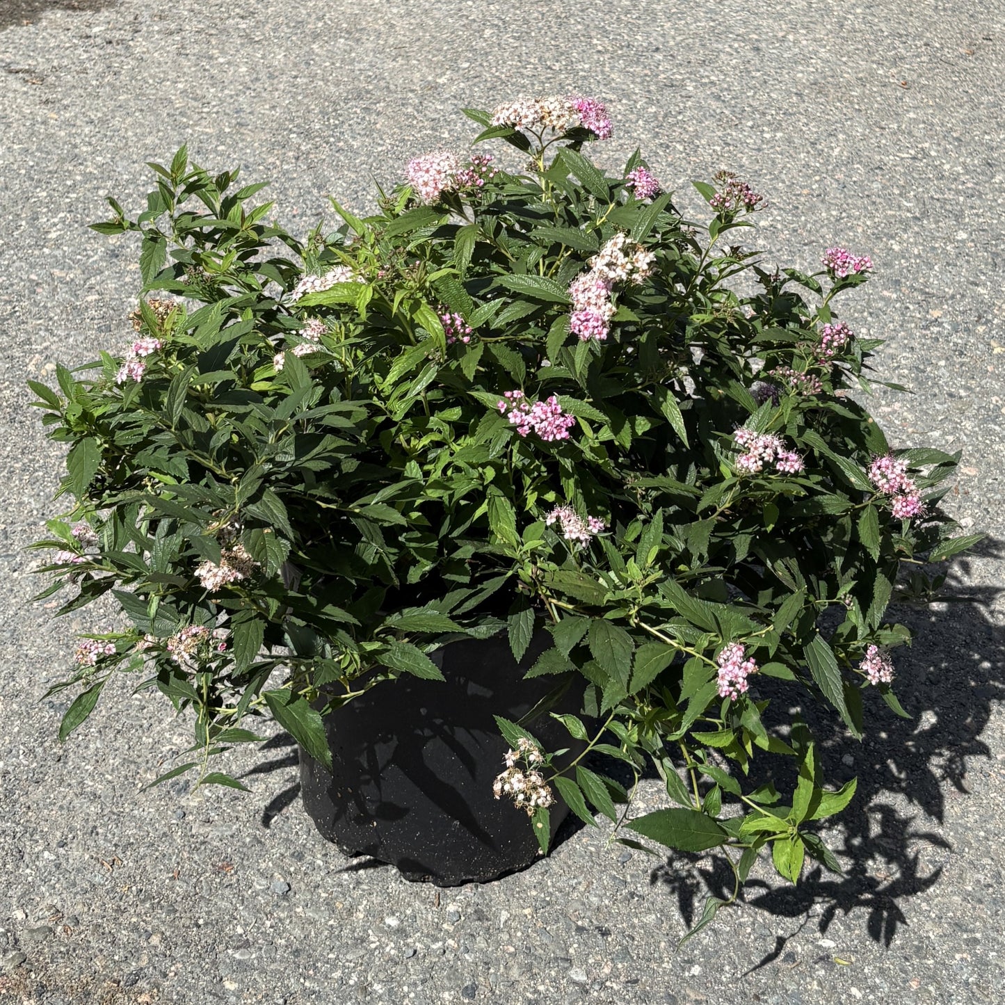 Potentilla ‘Pink Beauty’