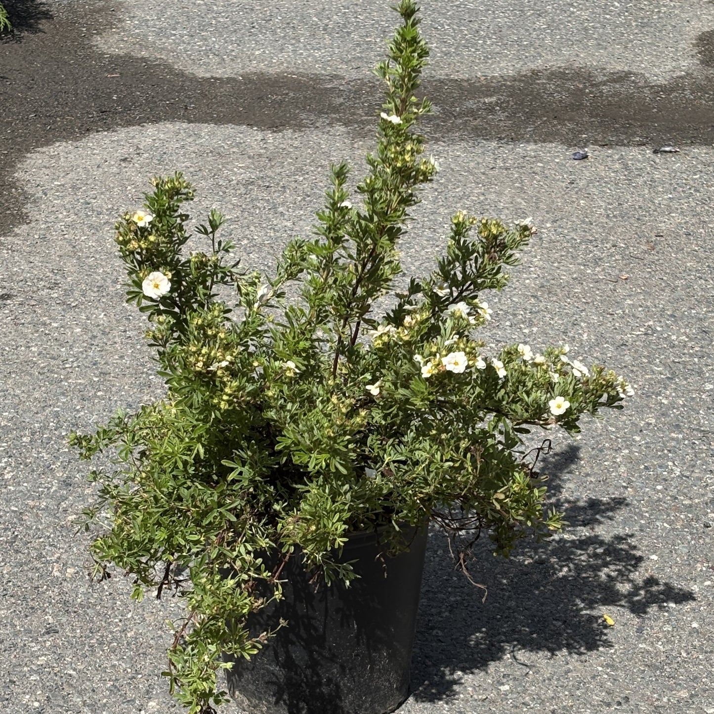 Spirea 'Little Princess'