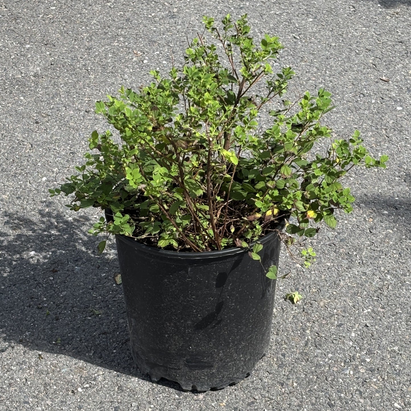 Spirea Shirobana