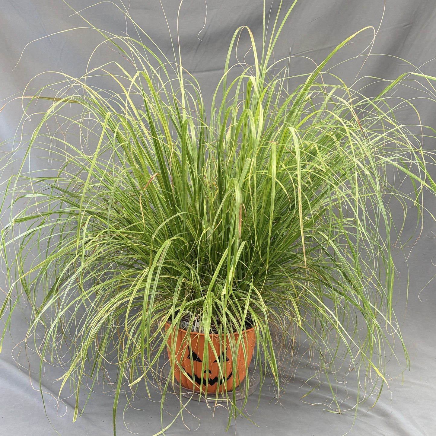 Fall Pumpkin Face 'Annual Grasses' Planters