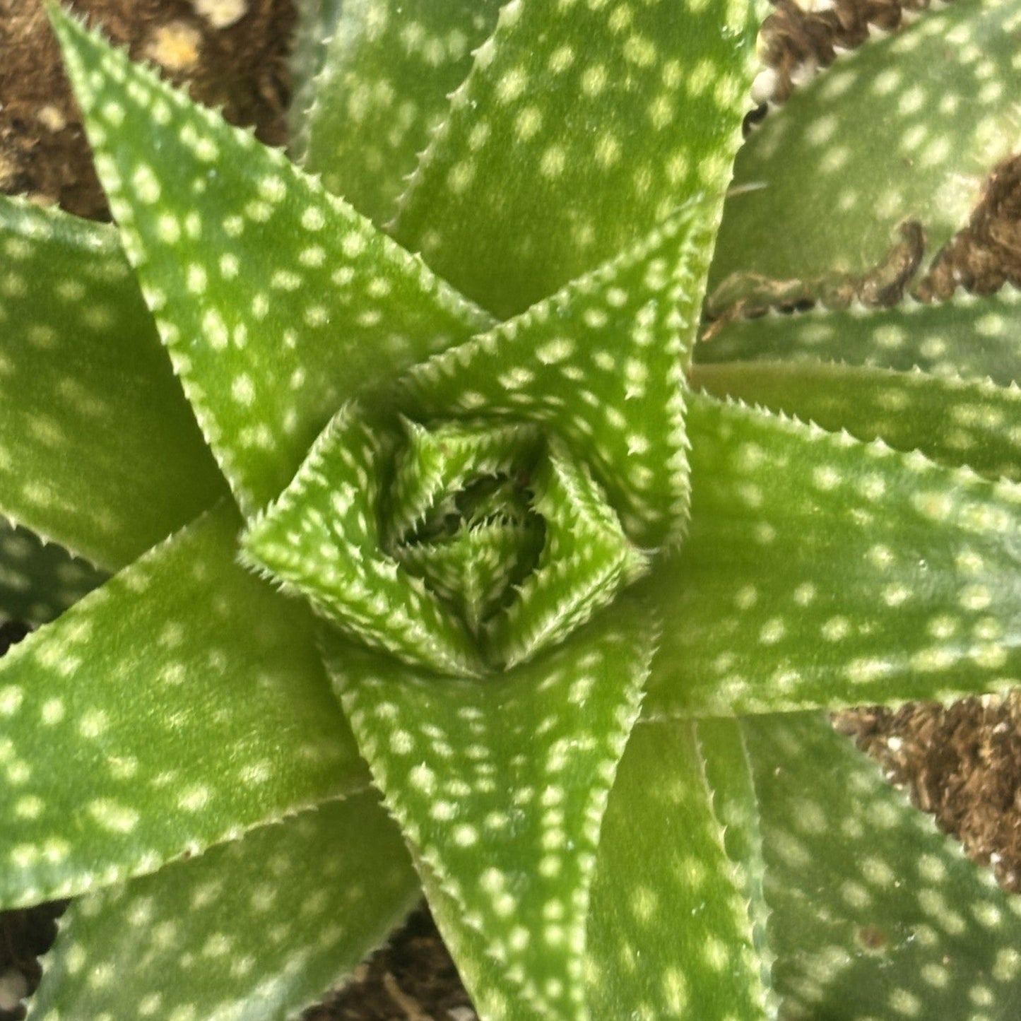 Aloe 'Rising Moon'