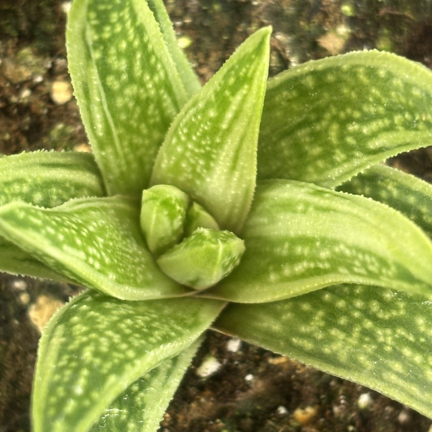 Gasteria 'Kaleidoscope'