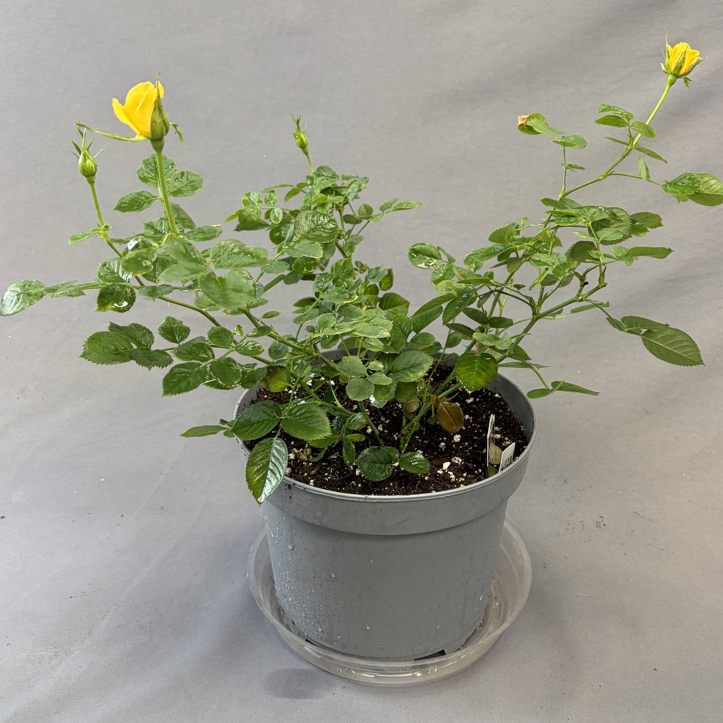 Rose Bush 'Sunrosa'