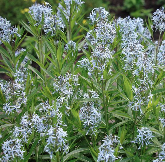 Amsonia illustris