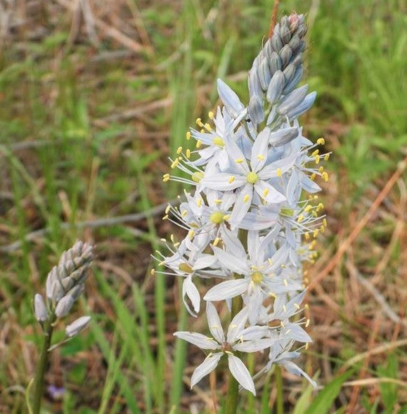 Camassia scilloides