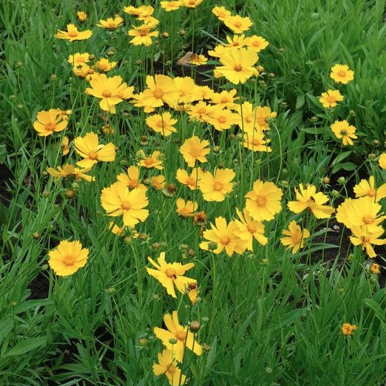 Coreopsis lanceolata