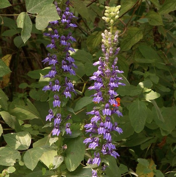 Lobelia siphilitica