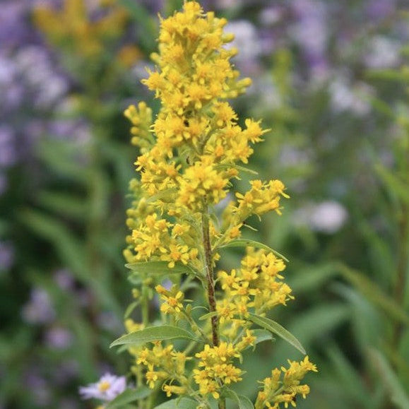 Solidago speciosa