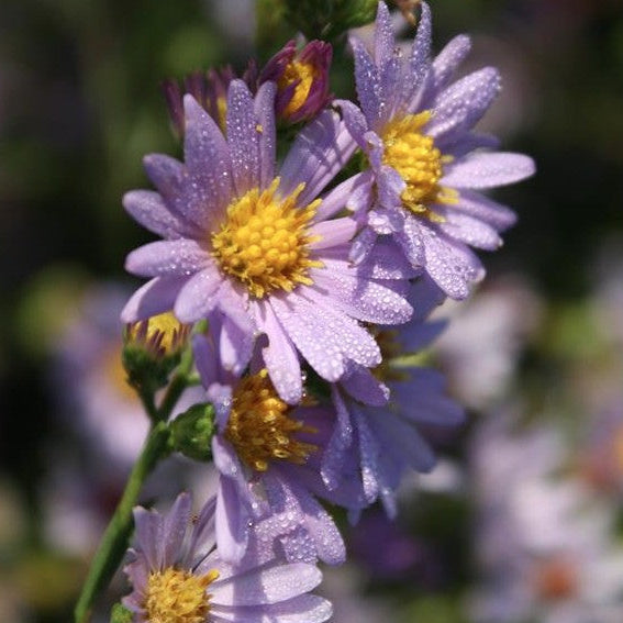 Symphyotrichum laeve
