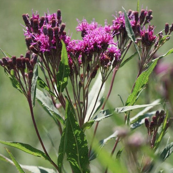 Vernonia fasciculata