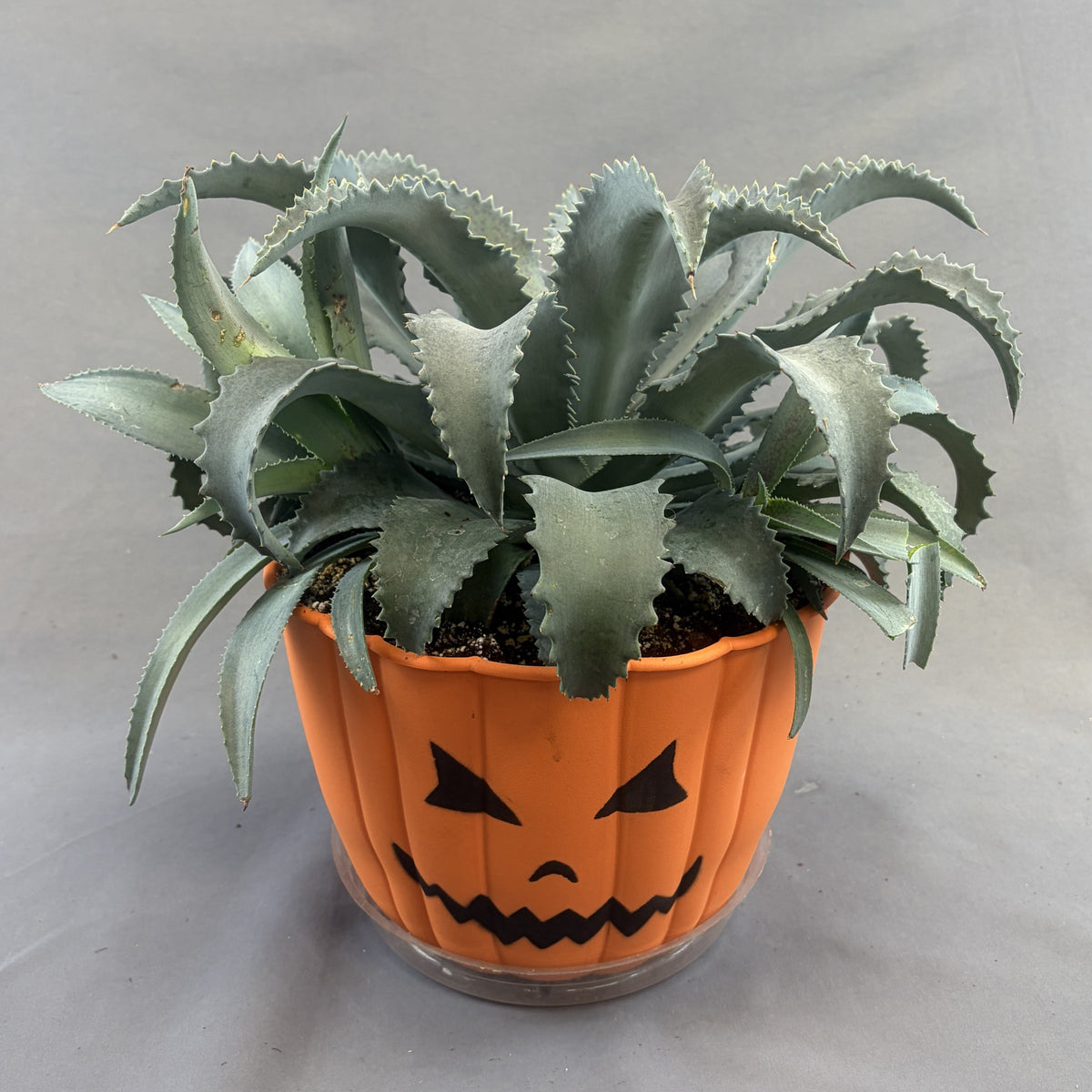 Mangave 'Tropical Pumpkin Face' Assorted (Proven Winners)