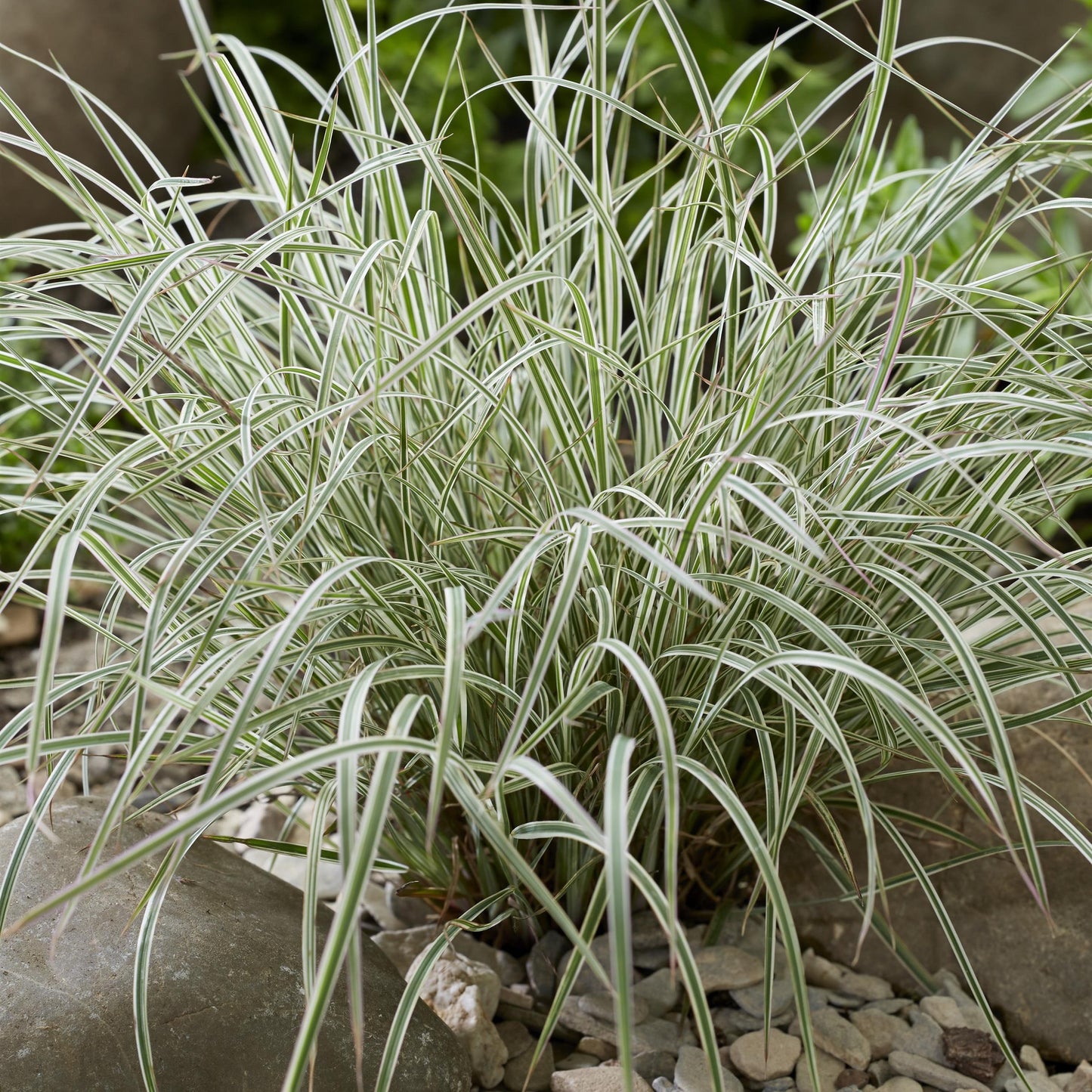 Little Bluestem 'Chameleon'