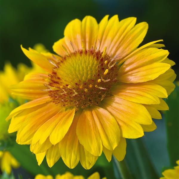Blanket Flower 'Arizona'