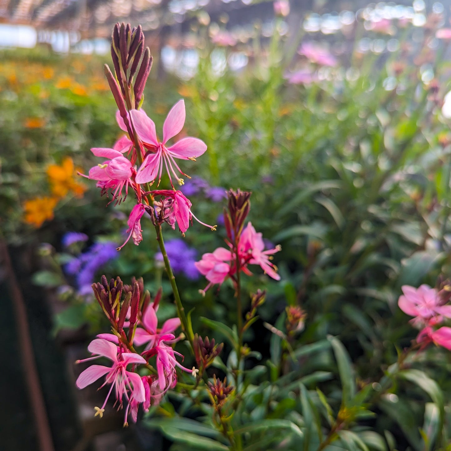 Gaura 'Baby Butterfly'