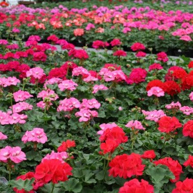 Geraniums