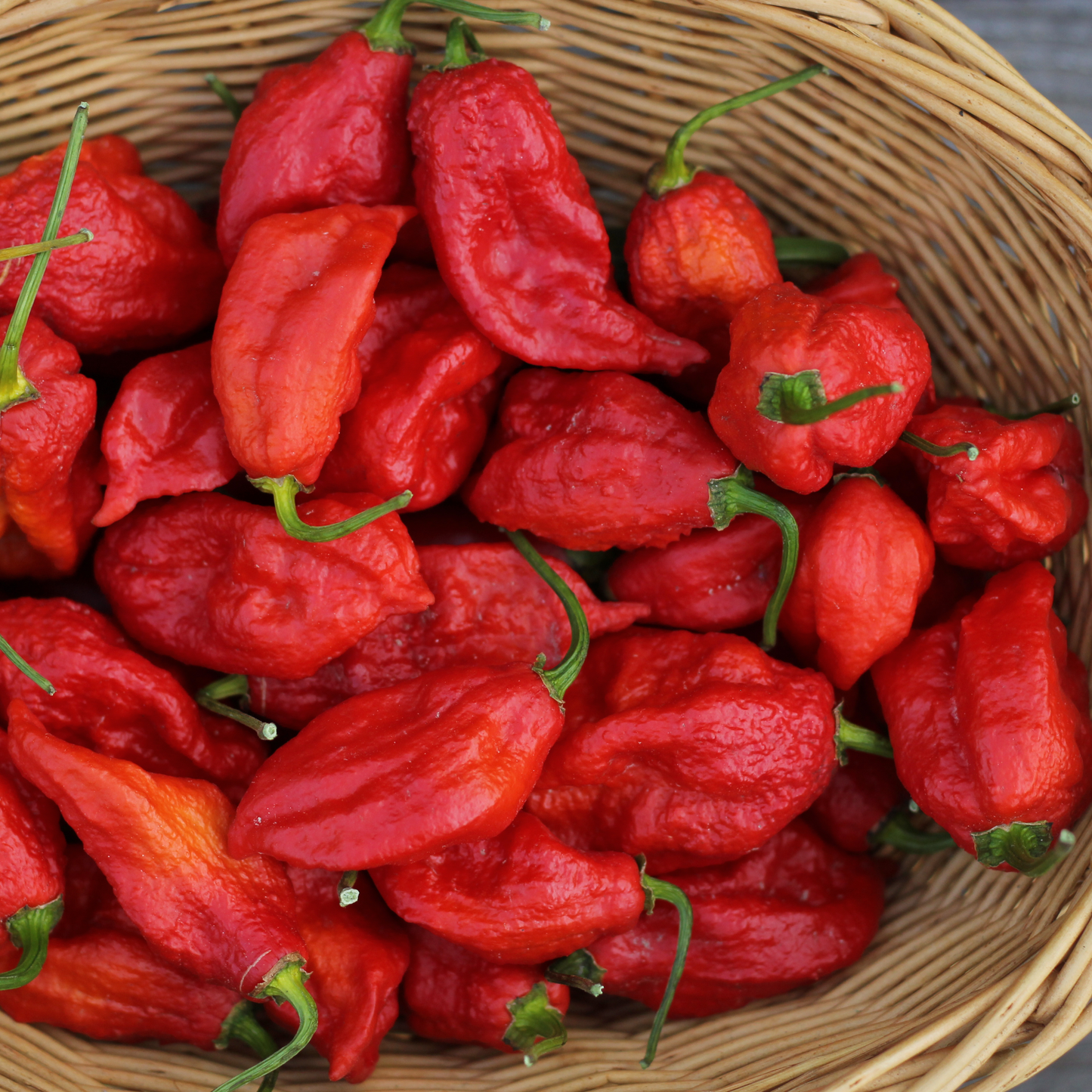 Pepper Hot 'Ghost'