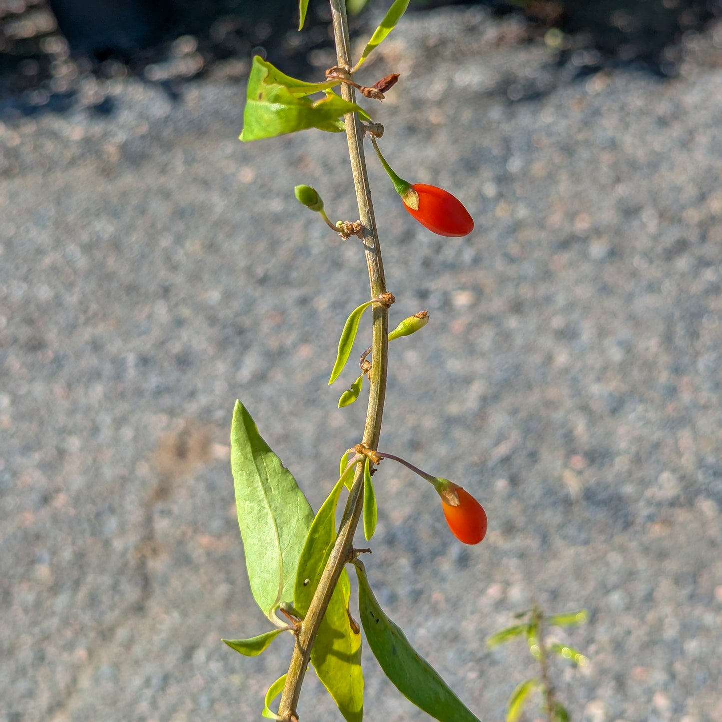 Goji Berry 'Firecracker'