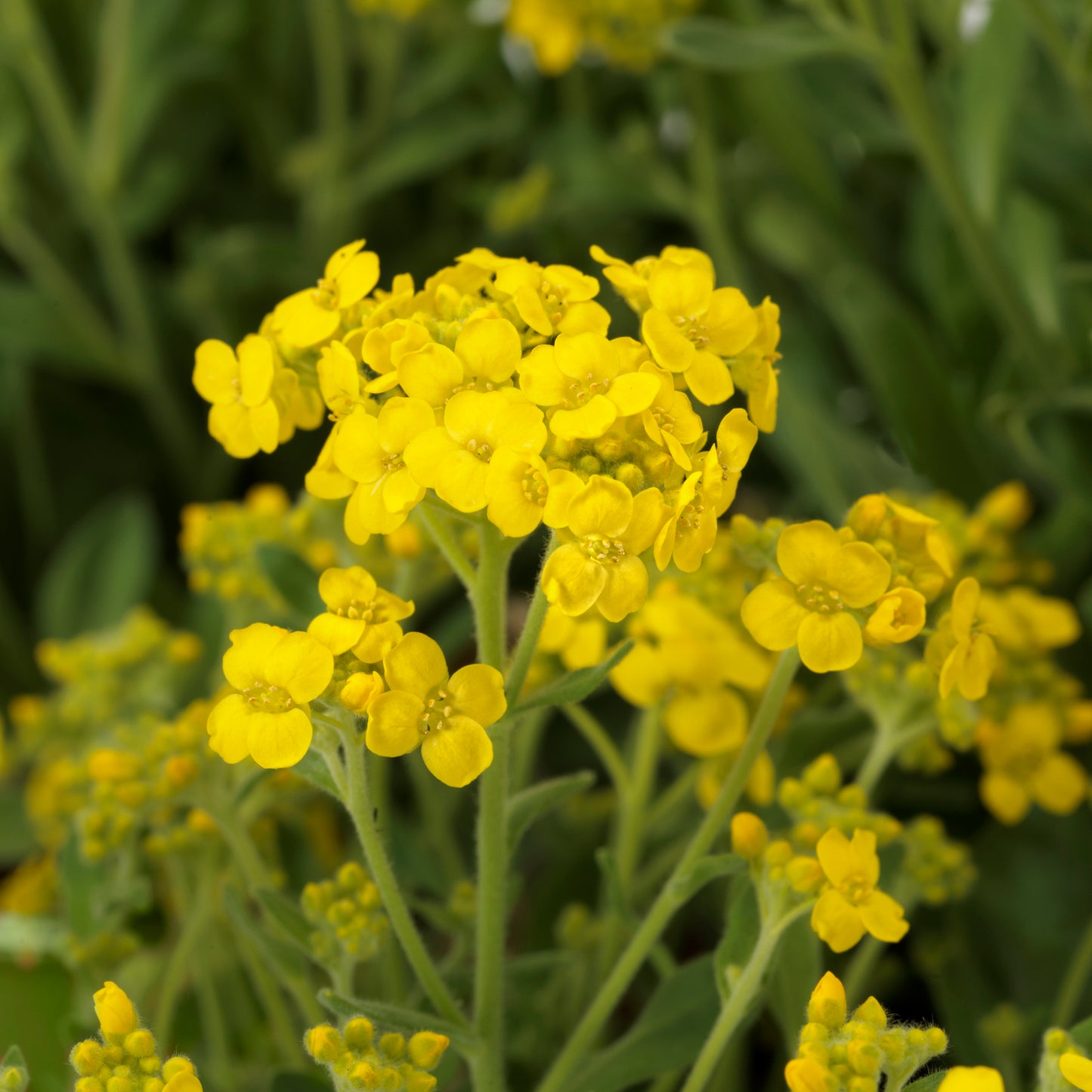 Yellow Alyssum