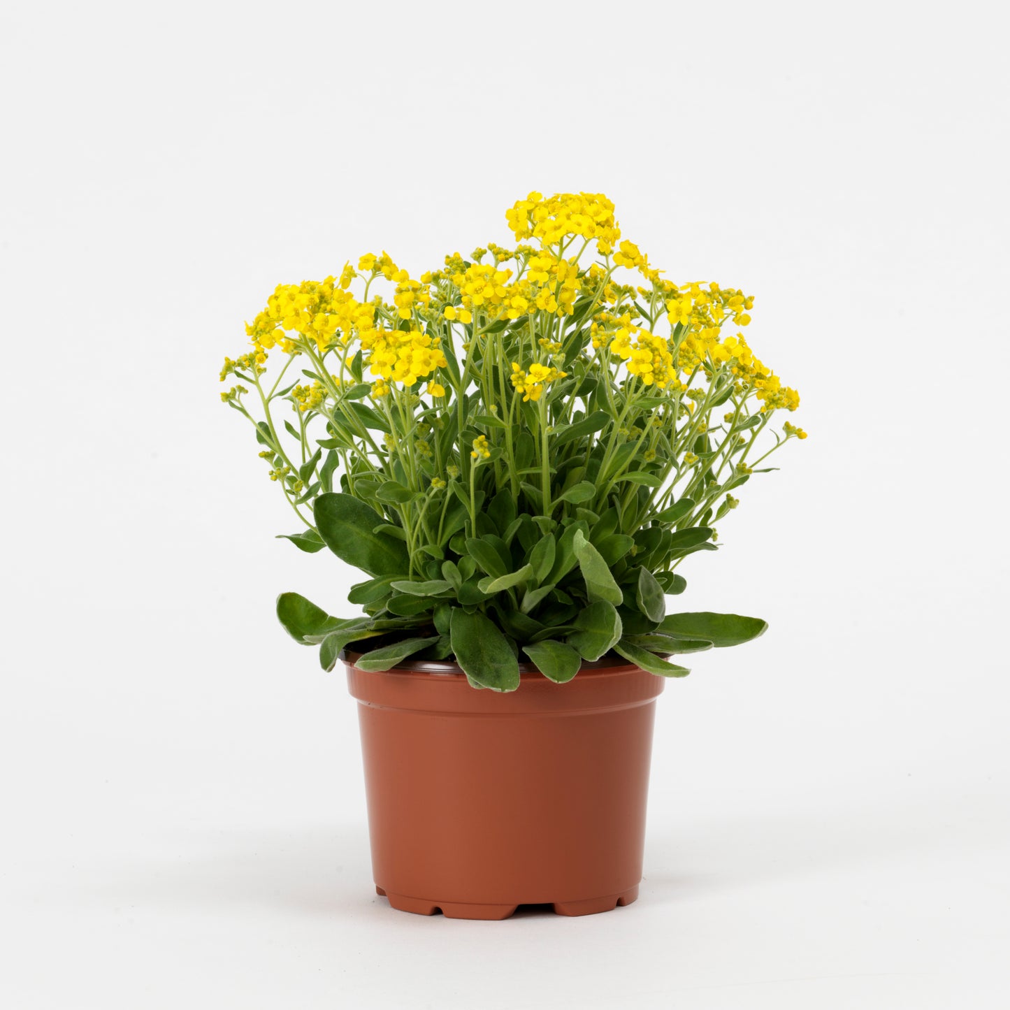 Yellow Alyssum