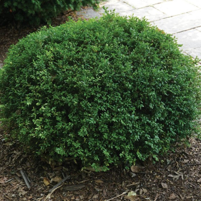 Boxwood 'Green Gem'