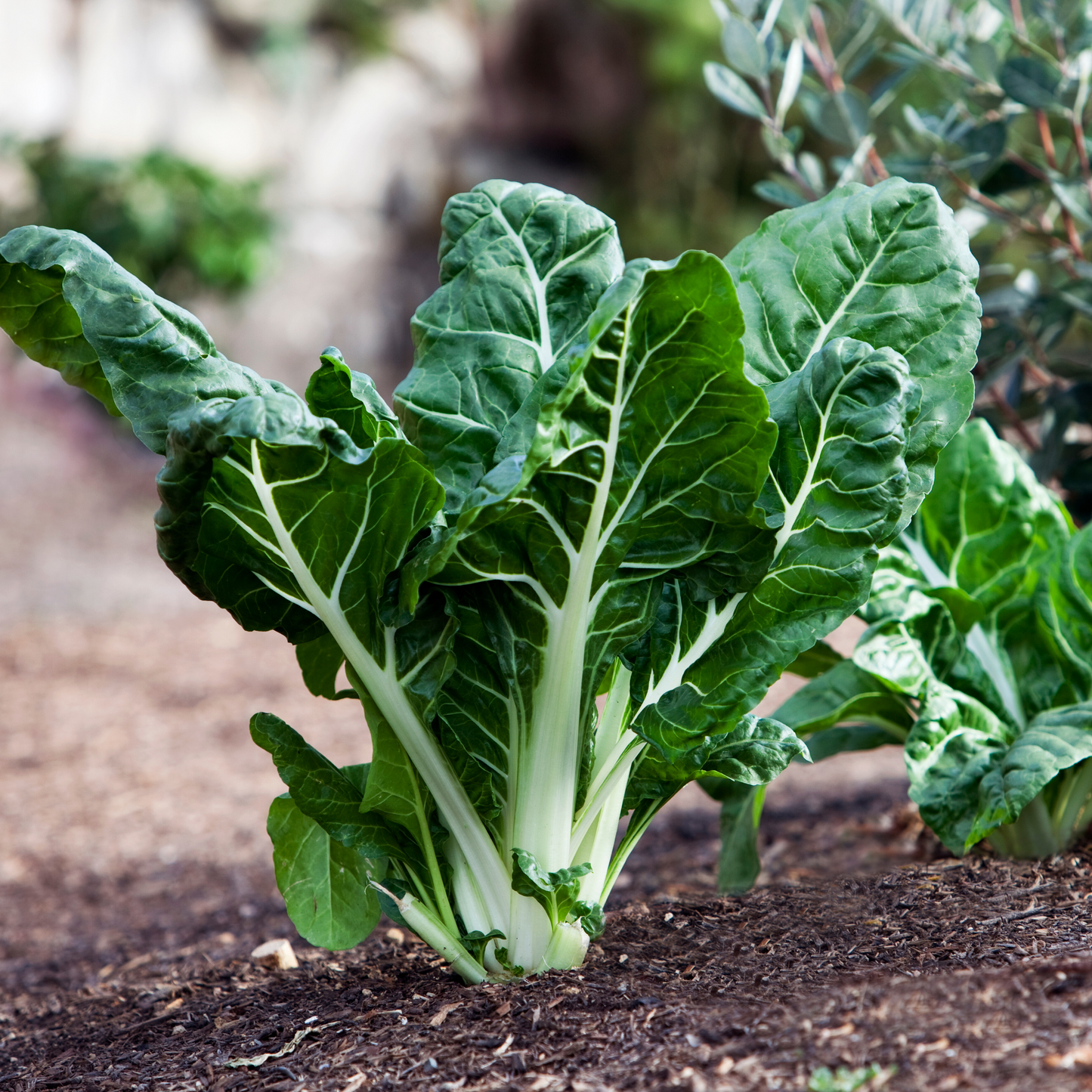 Swiss Chard Green