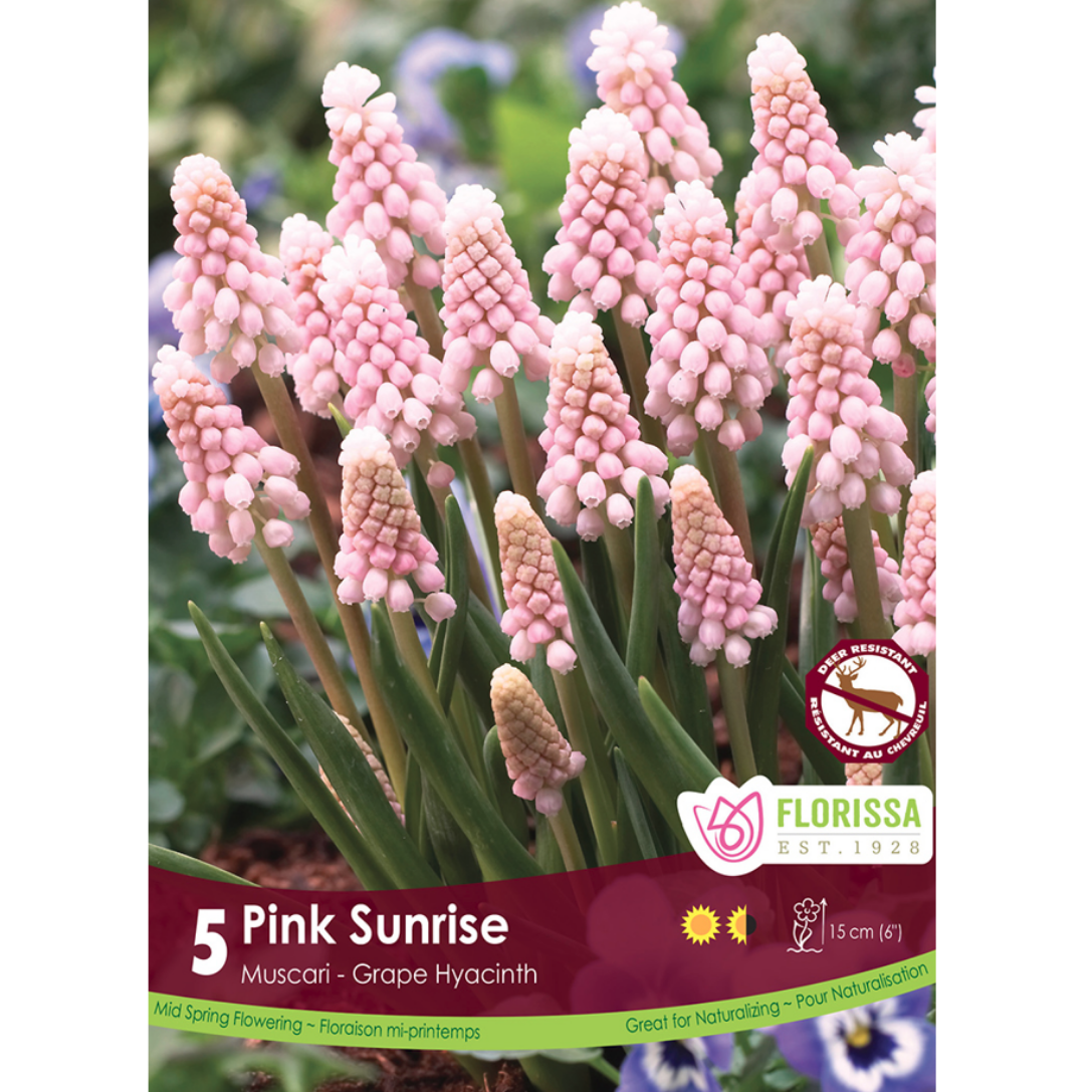 Muscari 'Pink Sunrise' Grape Hyacinth 5/Pkg.