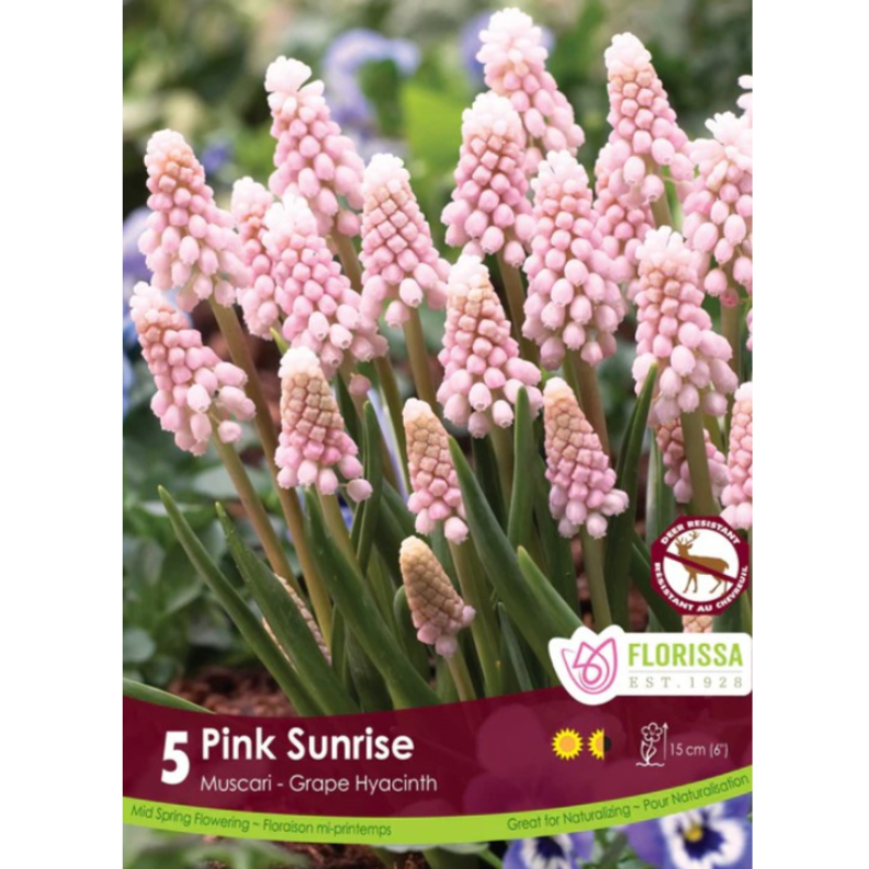 Muscari 'Pink Sunrise' Grape Hyacinth 5/Pkg.