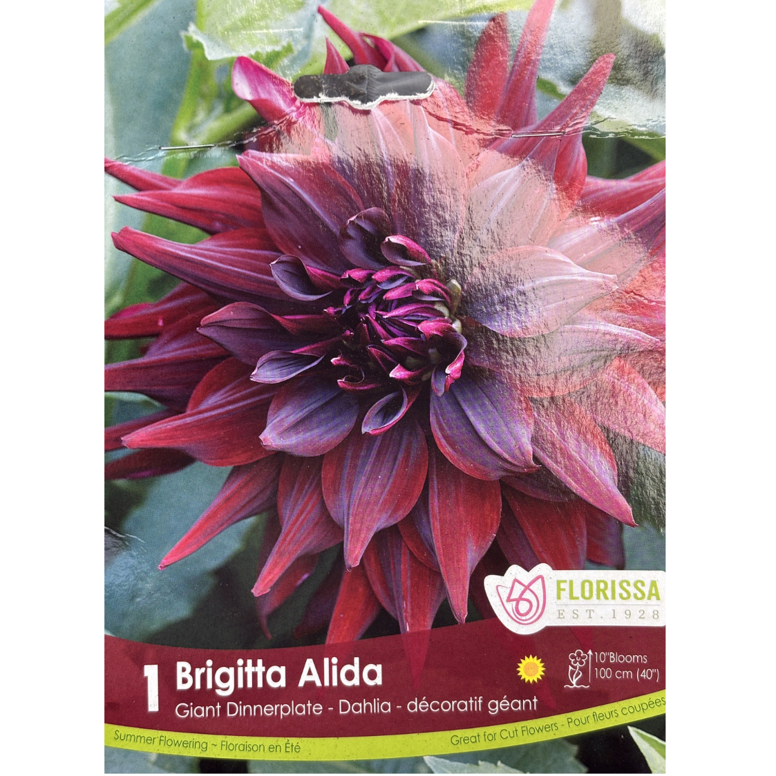Bulbs Dahlia Brigiitta Alida 1/Pkg.