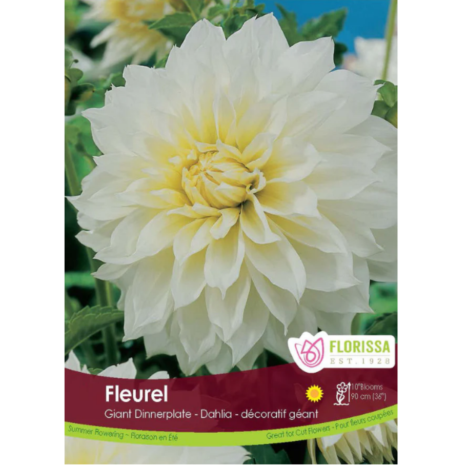 Bulbs Dahlia Fleurel Dinnerplate 1/Pkg.