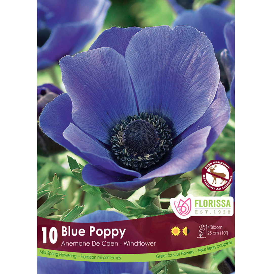 Anemone 'Blue Poppy' 10/Pkg.