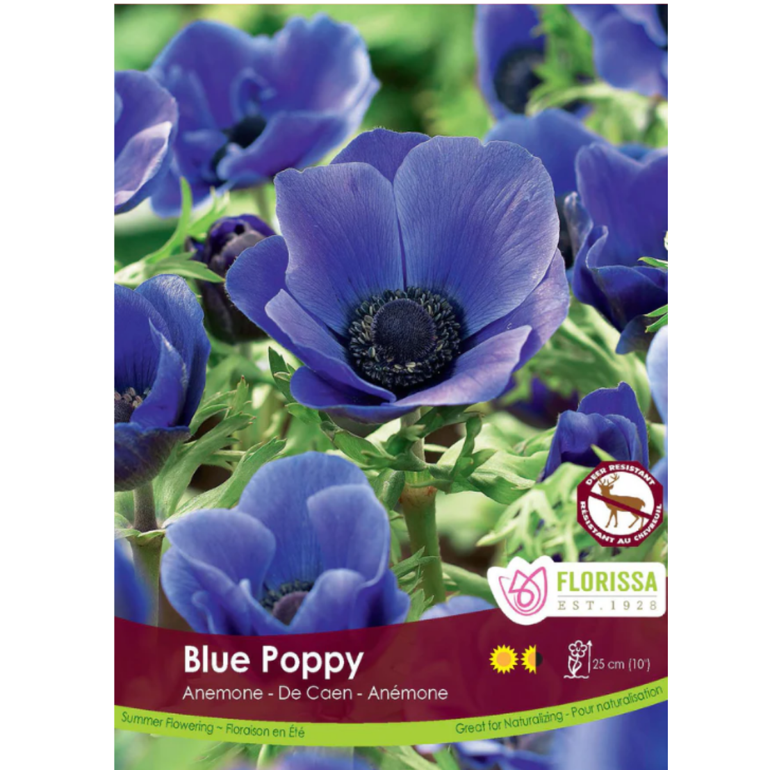 Bulbs Anemone Blue Poppy De Caan 10/Pkg.