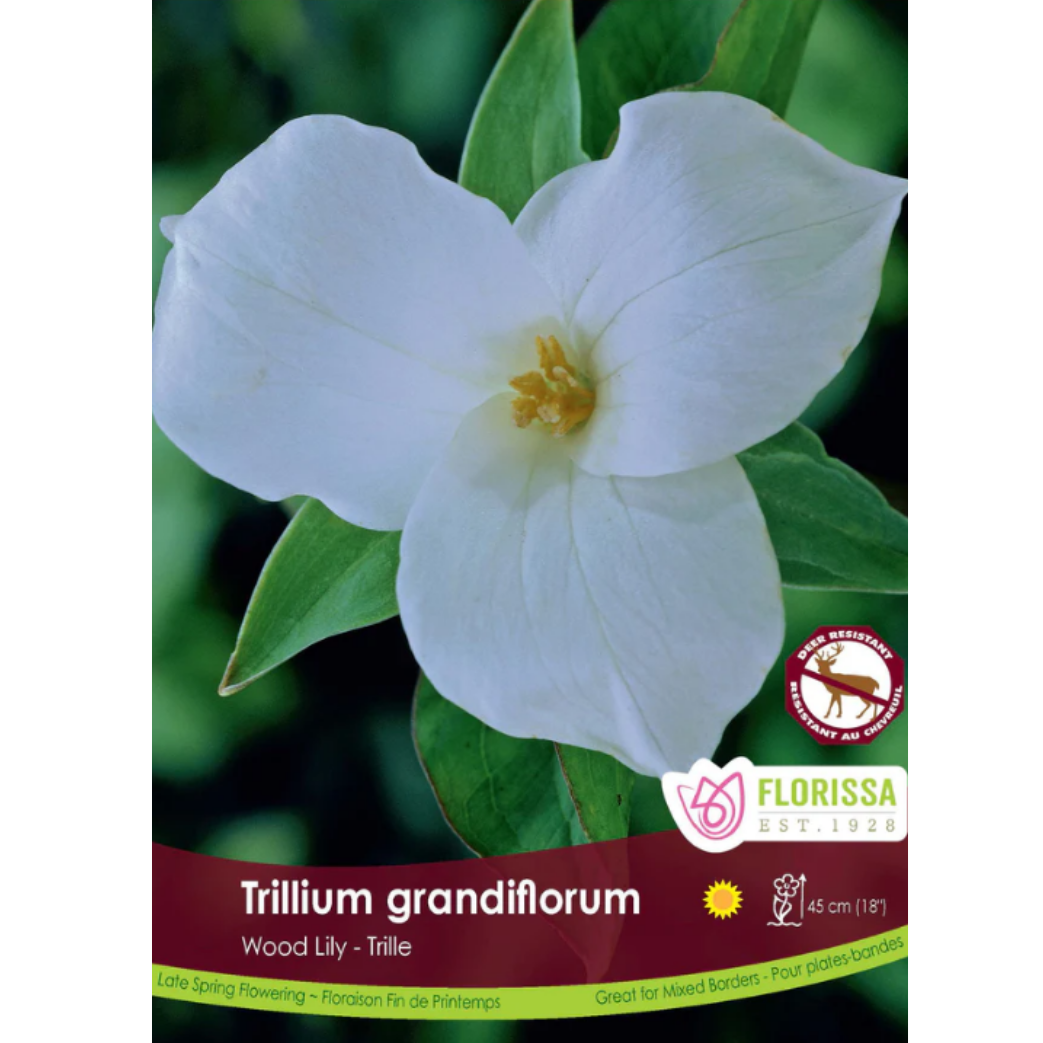 Bulbs Trillium Grandiflora 2/Pkg.