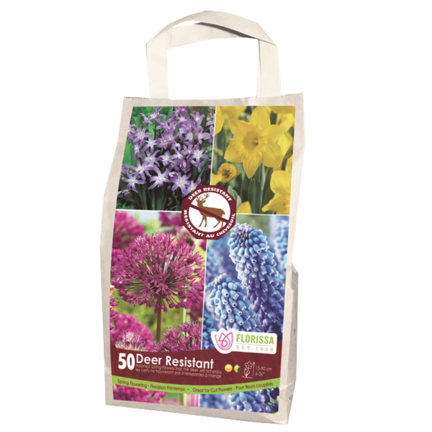 Allium Deer Resistant 'Yellow and Blue Mix' 50/Pkg.